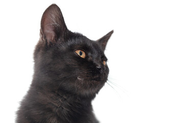 Black cat isolated on a white