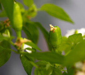 Small fruits green chili peppers.