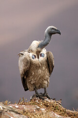 Cape vulture (Gyps coprotheres) sitting on the rock. A large rare African vulture with a lila background at sunrise in Drakensberg.