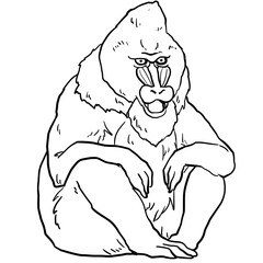 Line art illustration of a sitting mandrill