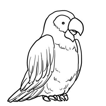 recommend clip art: Simple parrot line art illustration