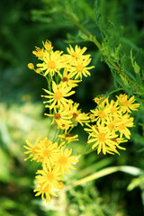 Jacobaea (Jacobaea vulgaris) is a poisonous herb that is dangerous to pets. Yellow wildflowers.