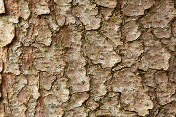 Brauner Baumstamm ganz nah