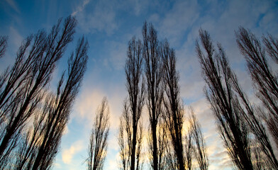 Bare branches on a tree at sunset.