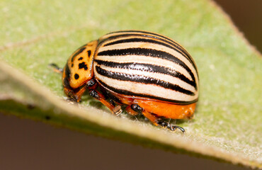 Colorado potato beetle on an eggplant plant.