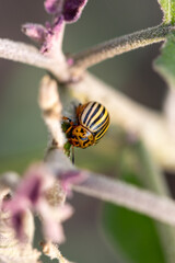 Colorado potato beetle on an eggplant plant.