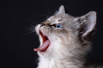 Portrait of a beautiful striped grey kitten with blue eyes on black background yawning - 419784133