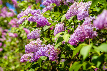 Obraz premium Pink lilac blooms in the Botanical garden 