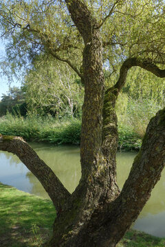 Salix erythroflexuosa
