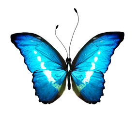 Obraz na płótnie Canvas Color Morpho butterfly , isolated on the white background