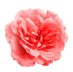 Pink rose flower on the white isolated background with clipping path. Close up without shadows
