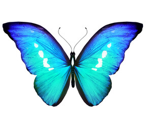 Color Morpho butterfly , isolated on the white background