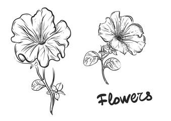 Hand drawn sketch black and white petunia flowers. Vector illustration. Elements in graphic style label, card, sticker, menu, package. Engraved style illustration.