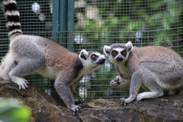 lemur and friend