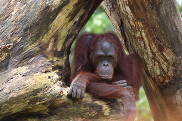orangutan in zoo