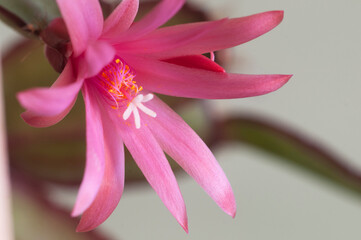 Easter cactus flower on a green background, close up shot