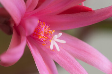 Easter cactus flower on a green background, close up shot