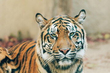 Sumatran tiger (Panthera tigris sumatrae), rare tiger subspecies that inhabits the Indonesian island of Sumatra