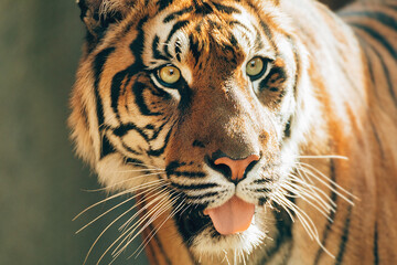 Sumatran tiger (Panthera tigris sumatrae), rare tiger subspecies that inhabits the Indonesian...