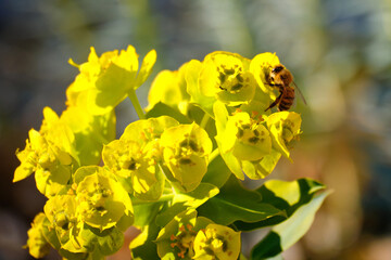 Close up of honey bee gathering nectar from yellow euphorbia nicaeensis flowers. Selective focus.