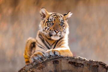 kitten baby of Sumatran tiger (Panthera tigris sumatrae), rare tiger subspecies that inhabits the...