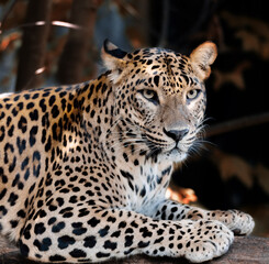 beautiful big wild cat, Ceylon Leopard or Sri Lanka Leopard (Panthera pardus kotiya). Leopard is listed as Endangered on the IUCN Red List.