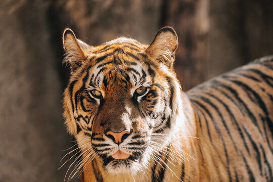 Sumatran tiger (Panthera tigris sumatrae), rare tiger subspecies that inhabits the Indonesian island of Sumatra