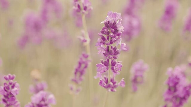 Closeup of purple flowers of lavender