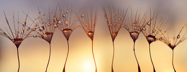 Water drops on a dandelion seeds at sunset. Morning dew closeup. Panoramic nature background.