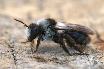 Closeup of a female Ashy mining bee, Andrena cineraria With the typical dorsal black band