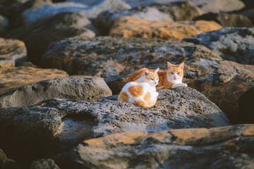 Cat by the sea at Kakaako Waterfront Park, , Oahu, Hawaii
