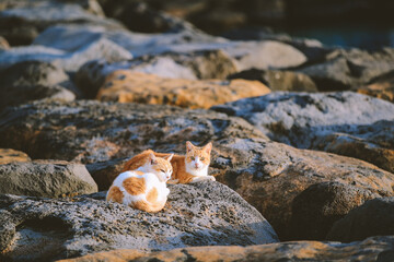 Obraz na płótnie Canvas Cat by the sea at Kakaako Waterfront Park, , Oahu, Hawaii