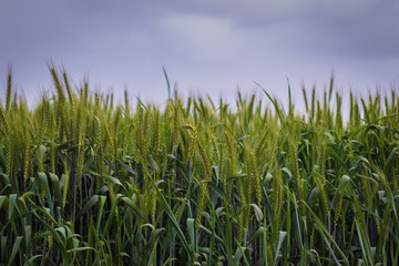 A low-angle view of a field of green wheat, against a backdrop of a cloudy winter sky