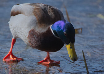 Mallard duck male