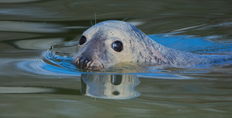 Warsaw ZOO - grey seal
