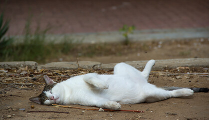 The cat is lying on its side.