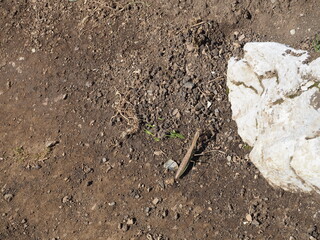 秋の伊吹山の山道