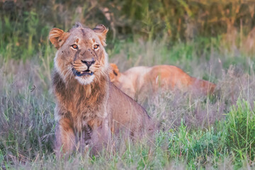 Beautiful Lion Caesar in the golden grass of Masai Mara, Kenya