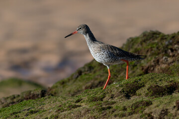 Common redshank_Tringa totanus