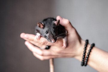 domestic black and white rat beautiful photos