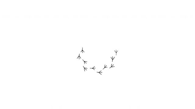 Bird foot prints downloading video.