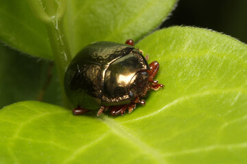Chrysolina bankii_golden metalic brilliance