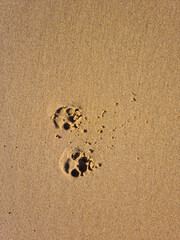 Little small dog footprints on bright wet yellow sand on the golden beach shore in sunlight, on summer day. Animal footsteps in sand. Walking alone in freedom. Pet traces marked in the sand