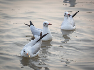 Sunset at Bang Pu Thailand , There are lots of seagulls fly, Recreation Center. Migratory seagulls flock to the Bang Pu Seaside. Selective focus