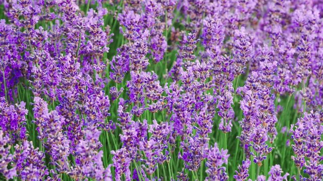Lavender bushes closeup