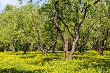 spring apple garden with blooming dandelions on a sunny day