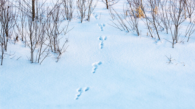 The texture of a snow cover with hare footprints in a clearing among the bushes in the forest as a natural background.