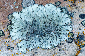 Crustacean lichen of bluish gray color and others of smaller size on rock surface. - obrazy, fototapety, plakaty