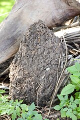 close up dry anthill in garden