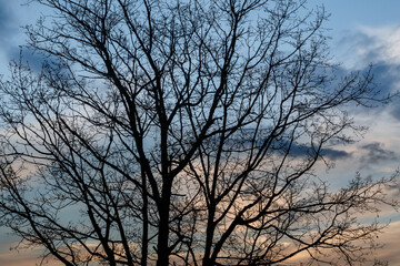 Fototapeta na wymiar Silhouette of an oak tree without leaves in winter and sky with clouds at sunset.